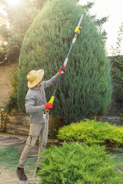 Lawn Pest Prevention in California City, CA