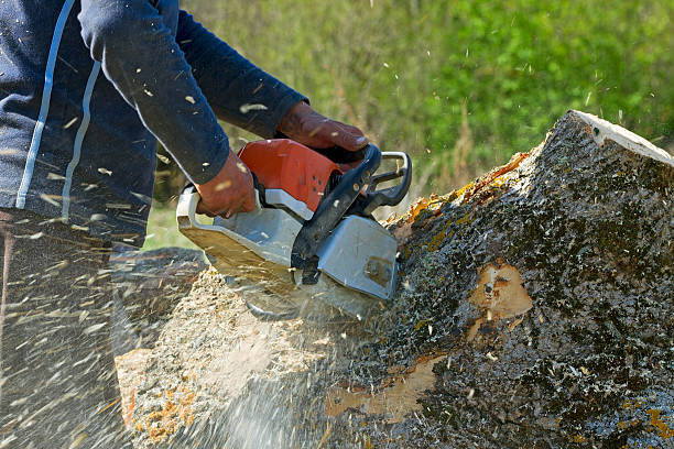 Grass Overseeding in California City, CA